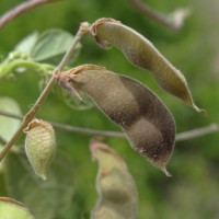 Rhynchosia minima (L.) DC.